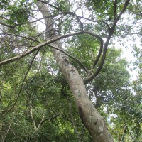 Celtis timorensis Span.